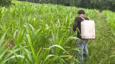 Tanaman Jagung Tumbuh Subur di Usia 40 HST, Polsek Tanah Putih Intensif Lakukan Monitoring